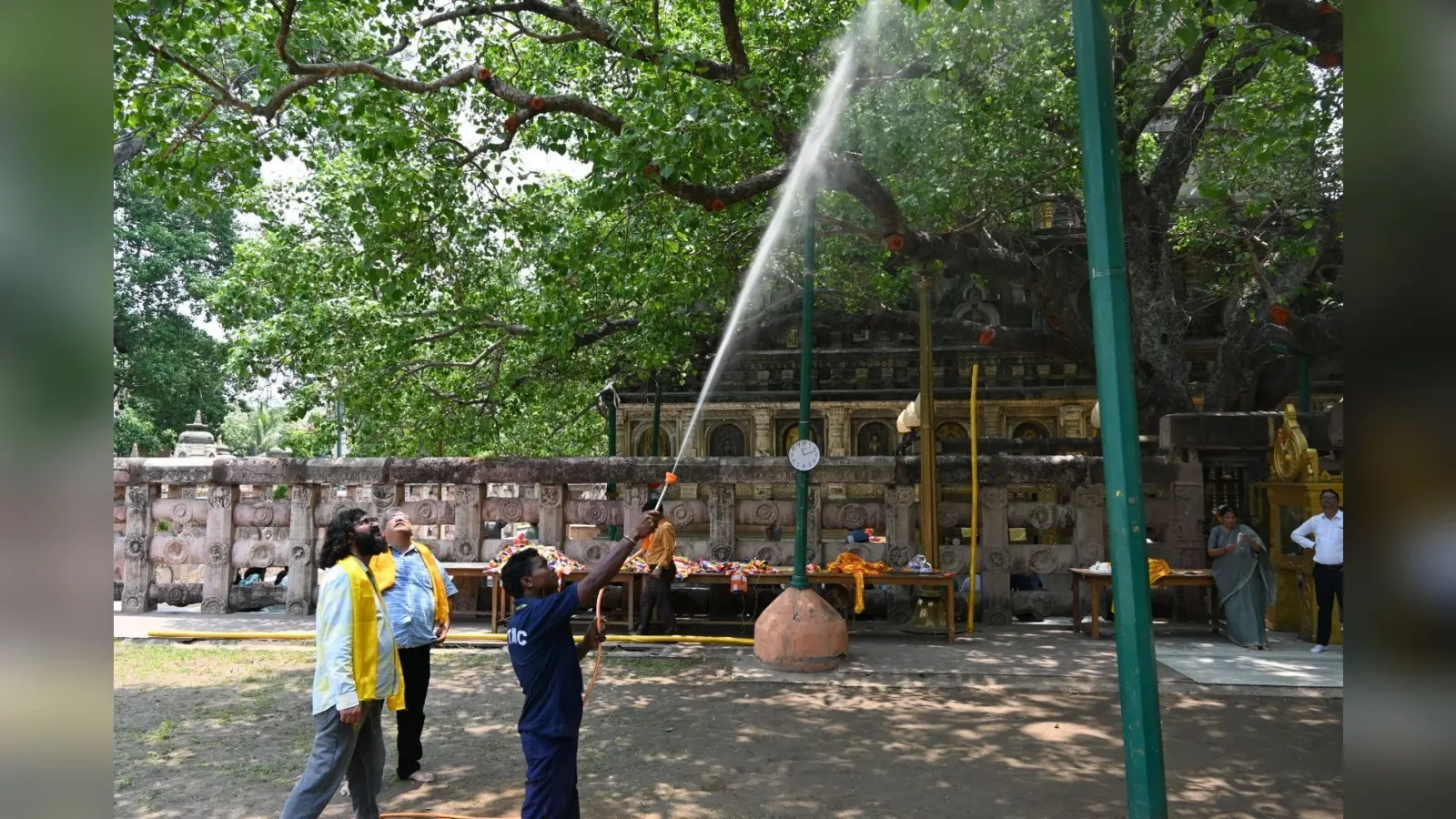 पूरी तरह स्वस्थ है बोधिवृक्ष, दवाओं का किया स्प्रे