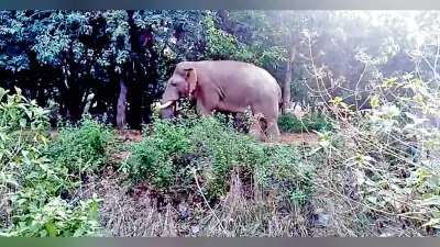 हाथी के हमले में महिला की मौत, ग्रामीणों ने किया प्रदर्शन