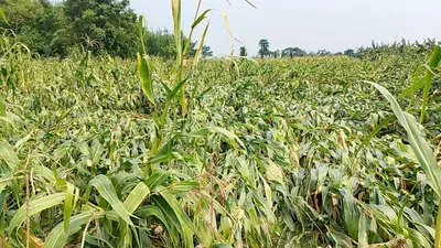 आंधी-बारिश बनी आफत, केले व खड़ी फसलों को भारी नुकसान