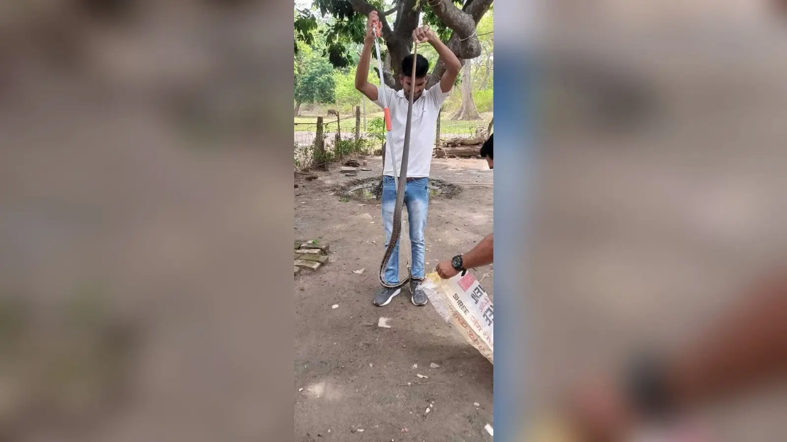 वन सुंदरी सांप को वन कर्मियों के टीम ने किया सफल रेस्क्यू