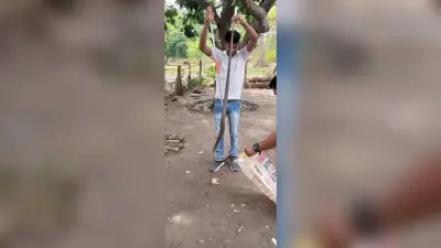 वन सुंदरी सांप को वन कर्मियों के टीम ने किया सफल रेस्क्यू