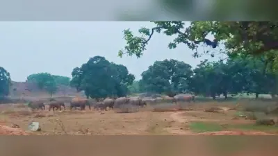 हाथियों ने चिरूवां में आम बगान के 30 पेड़ों को किया बर्बाद