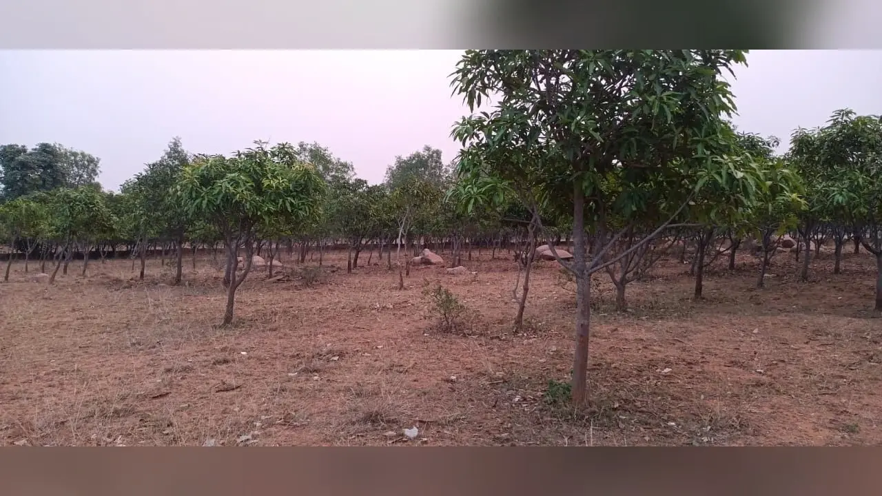 मौसम की मार से आम की खेती पर पड़ा प्रतिकूल असर