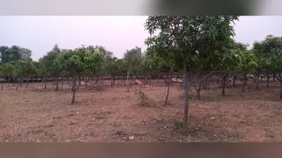 मौसम की मार से आम की खेती पर पड़ा प्रतिकूल असर