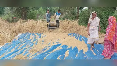 एमएसपी में किसानों से गरमा धान खरीद का कोई इंतजाम नहीं, बेहद कम कीमत पर किसानों को बेचना पड़ रहा है धान