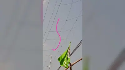 ओवरहेड तार की गार्डिंग, बदले गये एलटी केबल