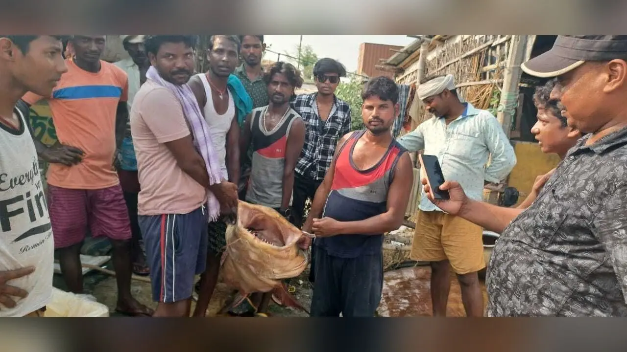 कोसी नदी में मिली 125 किलो की बगहैर मछली, देखने के लिए लोगों की उमड़ी भीड़
