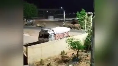 हाथियों का झुंड 20 दिनों से दारू के गांवों में डाले हैं डेरा