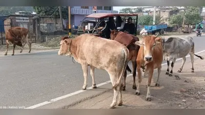 शहर की सड़कों पर आवारा पशुओं का जमावड़ा, राहगीरों की बढ़ी परेशानी