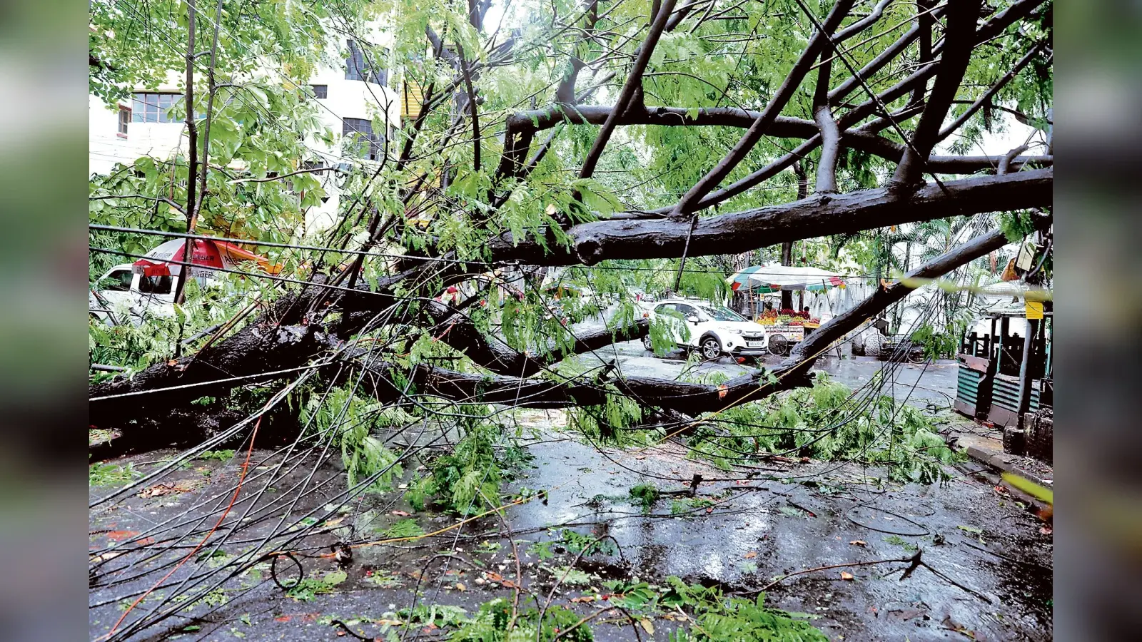 कोलकाता में 300 से अधिक पेड़ गिरे, जगह-जगह जलजमाव