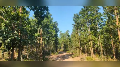 फलदार पौधे लगाकर जंगल को किया हराभरा