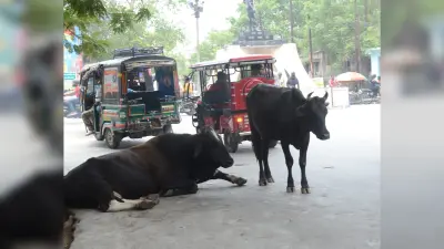बाहुबली सांड के आतंक मिली मुक्ति, गोशाला बना नया ठिकाना