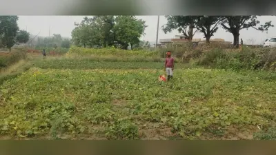 गर्मी से झुलस रही है फसल