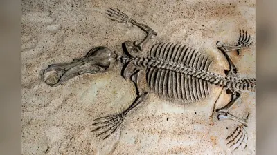 Fossil: आज बन रहे फॉसिल बताएंगे- मानव जाति ने पृथ्वी पर जीवन को कैसे किया बाधित?