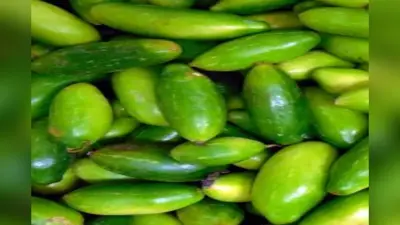 Benefits Of Eating Kundru : गर्मियों में सूपरफूड से कम नहीं है कुंदरू, जानिए सेहत से जुड़े इसके फायदे