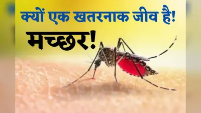 Mosquito Disease : सावधान! इस वक्त काटते हैं मलेरिया और चिकनगुनिया के मच्छर