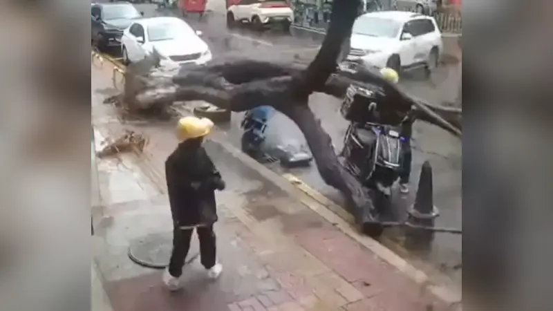 जाको राखे साईयां…जब बारिश में पेड़ गिरा और बाल-बाल बचे दो डेलिवरी ब्वॉय