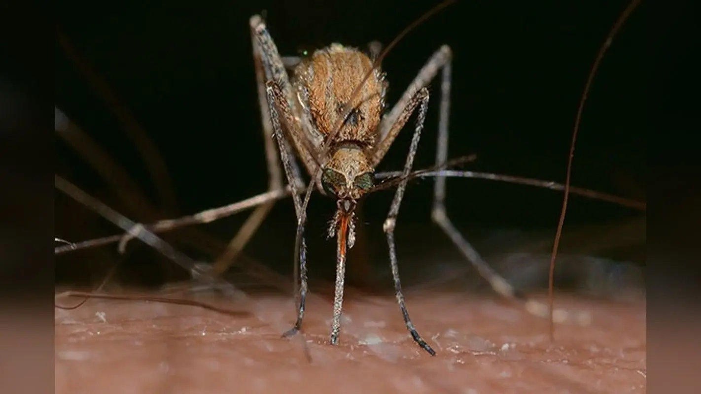 West Nile Fever: वेस्ट नाइल फीवर क्या है? डॉक्टर से जानिए इसके लक्षण और भारत में वेस्ट नाइल बुखार का पता कब चला था?