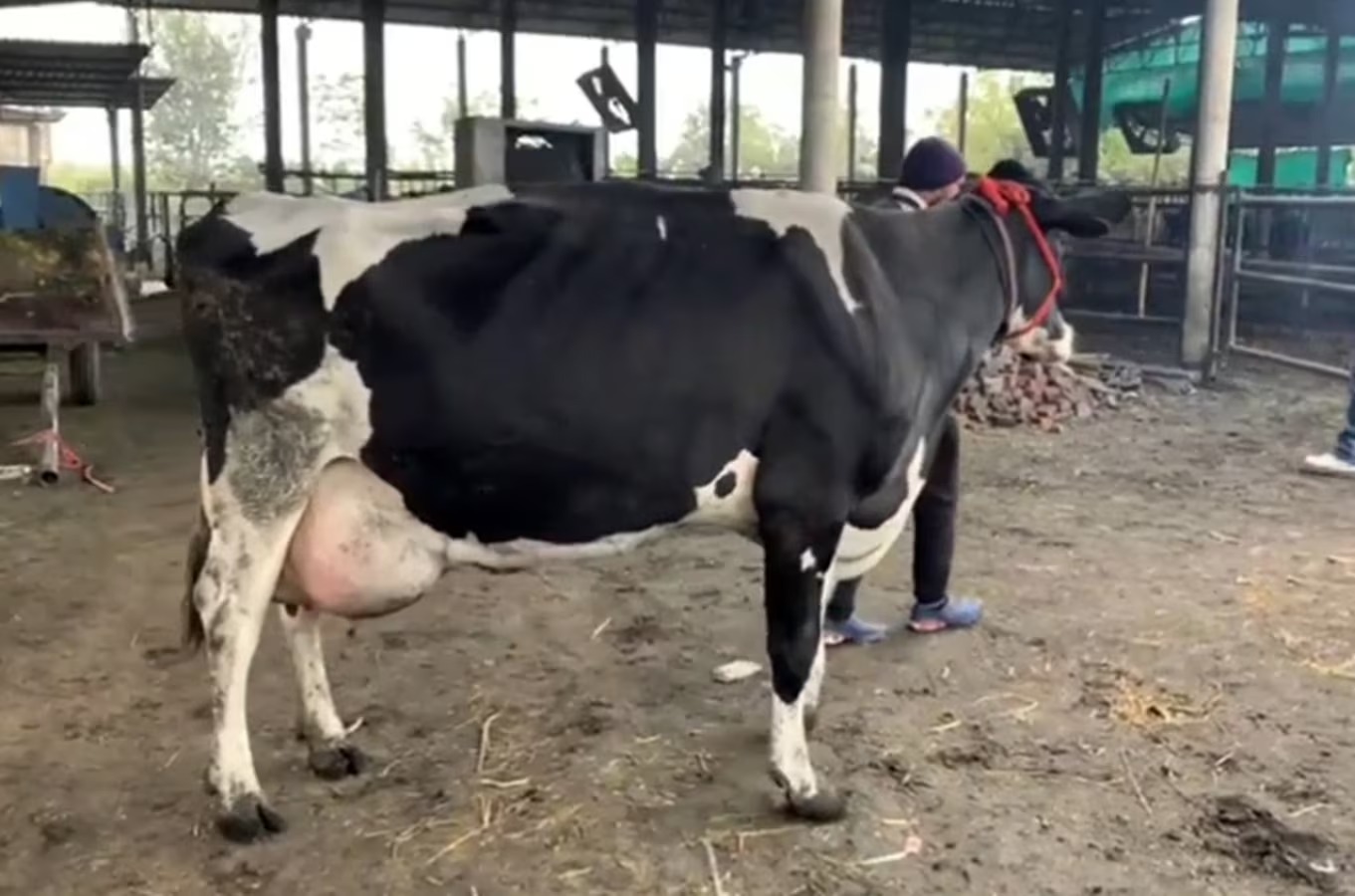 भीषण गर्मी के कारण गाय-भैंस और बकरी के दूध उत्पादन में 5 % तक की गिरावट…