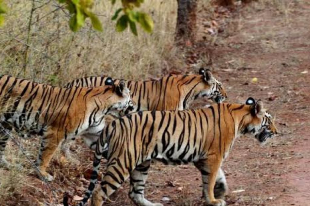 Tiger Hazaribagh National Park