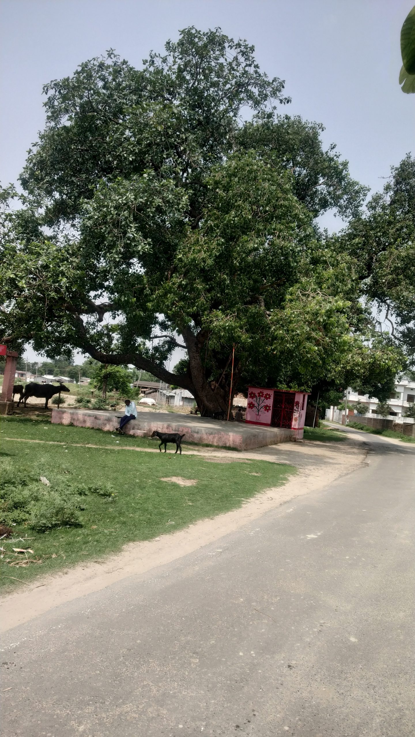 पीपल वृक्ष की परिक्रमा करने से मनुष्य की आयु में होती है वृद्धि