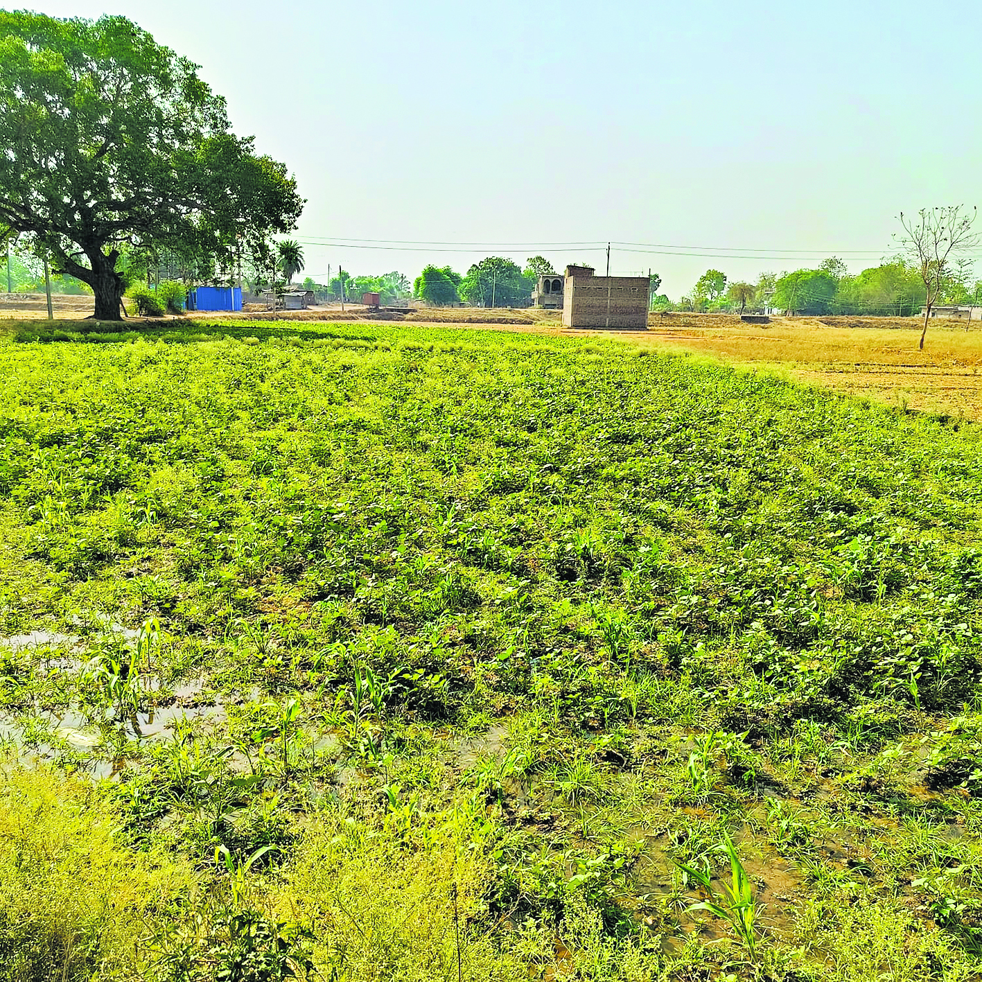 मूंग की खेती से किसानों का रुझान हो रहा खत्म