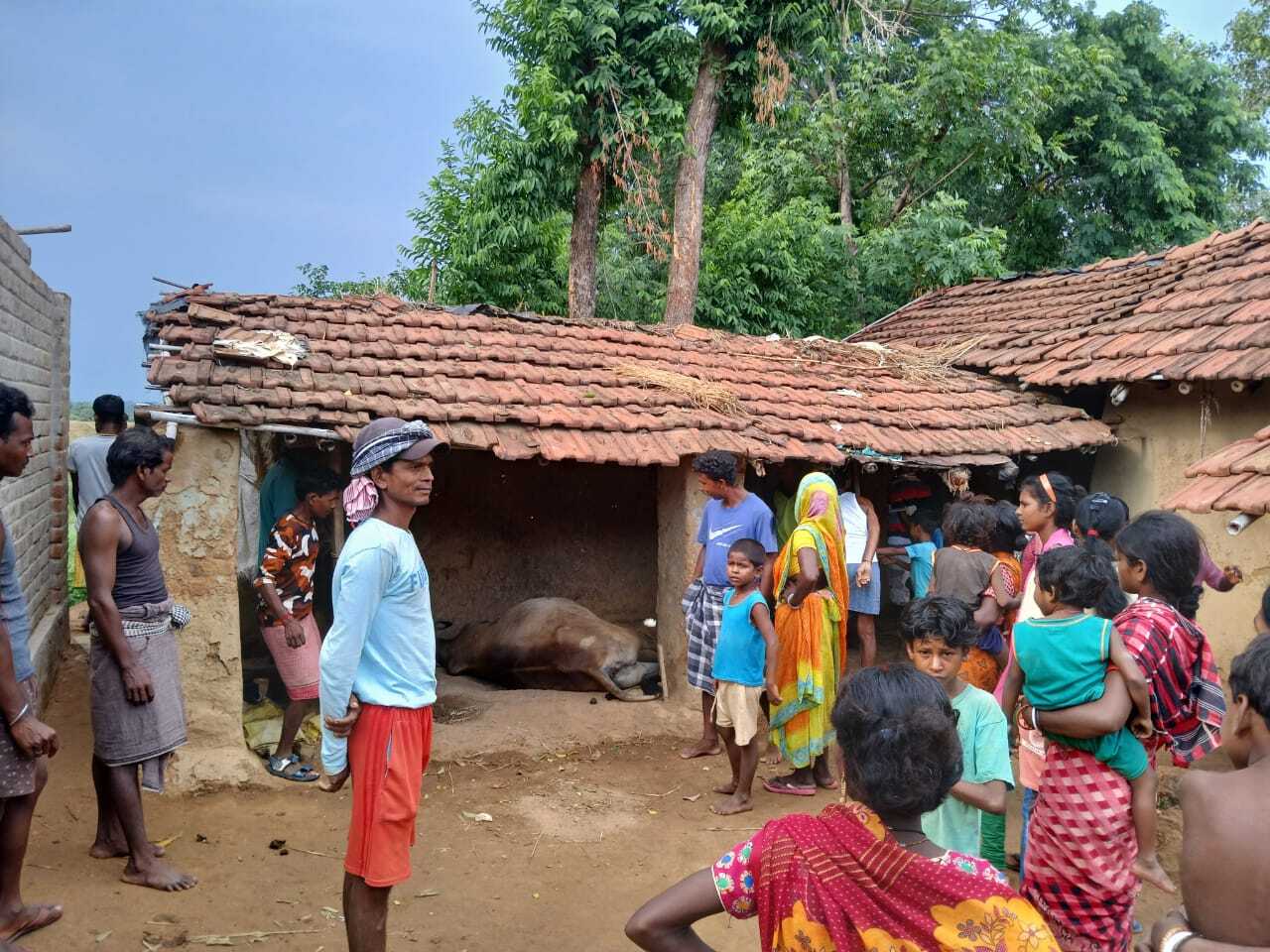 बाउरी टोला में वज्रपात से मवेशी मरे