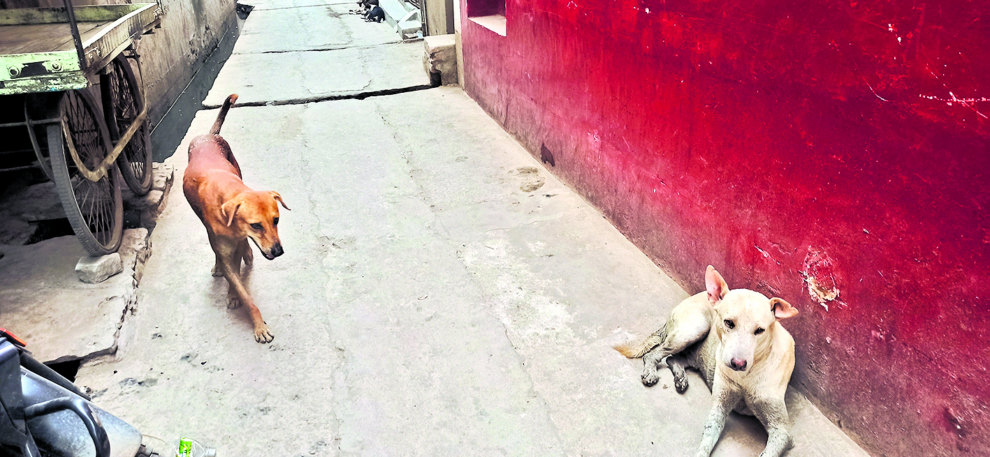 रौबदार कुत्तों को मिलता है एंटी रैबीज का टीका, आवारा भगवान भरोसे