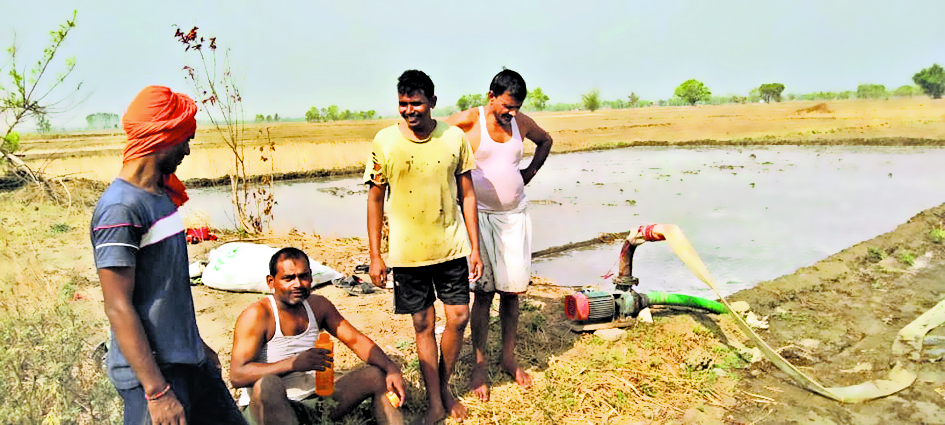 धान के बिचड़े पर सूर्य की तपिश की मार