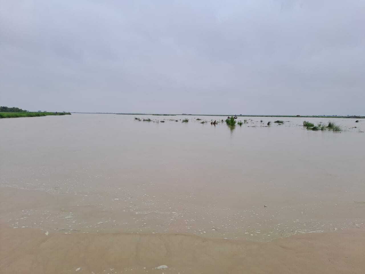 कोसी नदी में आयी बाढ़ से मूंग की फसल बर्बाद