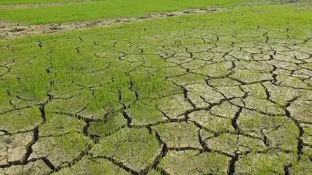 खराब होने लगे बिचड़े, खेतों में पड़ गयी दरार