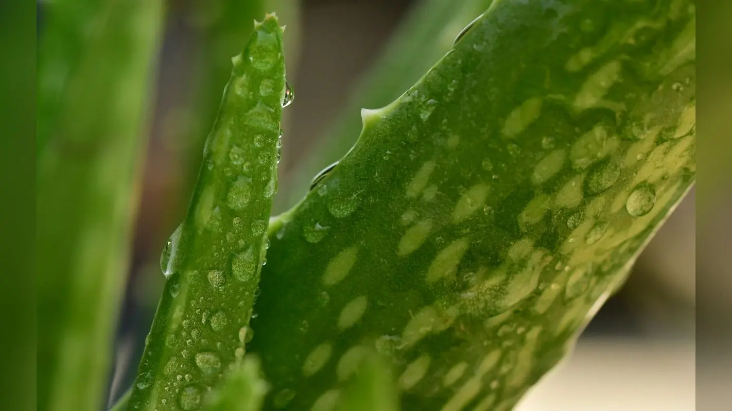 Aloe Vera Juice Benefits: क्यों रोज सुबह करना चाहिए एलोवेरा जूस का सेवन? फायदे जानकर चौंक जाएंगे आप