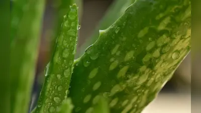 Aloe Vera Juice Benefits: क्यों रोज सुबह करना चाहिए एलोवेरा जूस का सेवन? फायदे जानकर चौंक जाएंगे आप
