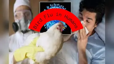 Bird Flu in Humans: भारत के लिए खतरा है बर्ड फ्लू? 4 साल का बच्चा हुआ शिकार, WHO ने की पुष्टि, जानिए इस बीमारी के लक्षण और बचाव