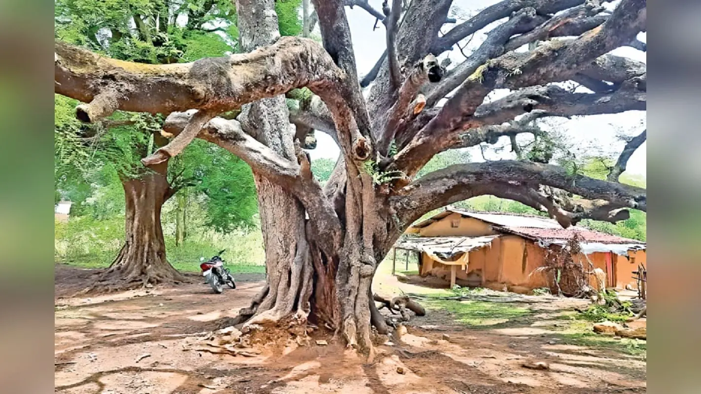 आज भी विकास की बाट जोह रहा है बिरसा मुंडा की कर्मस्थली सिंहभूम का संकरा गांव, जनप्रतिनिधि भी नहीं लेते सुध