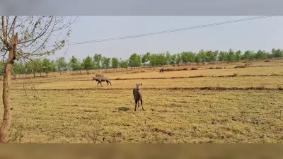 Drought In Magadh: बारिश के इंतजार में किसान, मगध के इलाकों के खेतों में पड़ी दरार