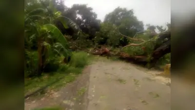 सड़क पर पेड़ गिरने से यातायात बाधित