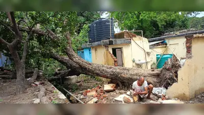 तेज हवा से गिरे कई पेड़