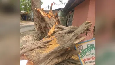 घर के सामने पीपल का पेड़ गिरा, बाल-बाल बचे लोग