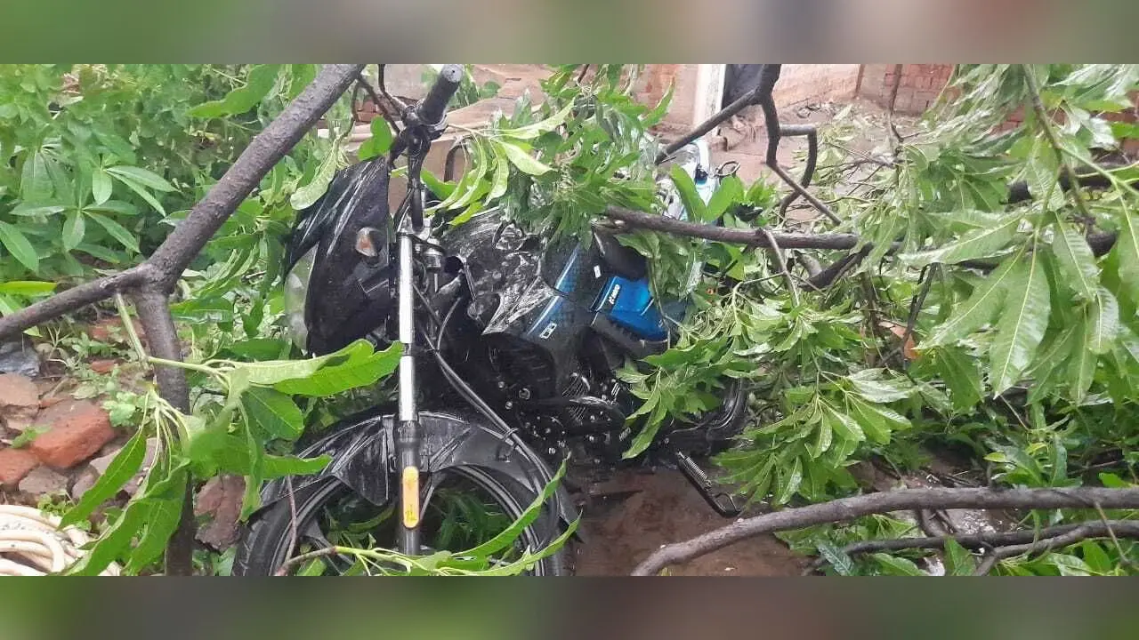 बेरमो में वर्षों बाद इतनी तेज आंधी, सैकड़ों पेड़ गिरे