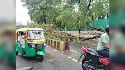 आंधी-बारिश में कई जगहों पर गिरे पेड़, बिजली हुई बाधित