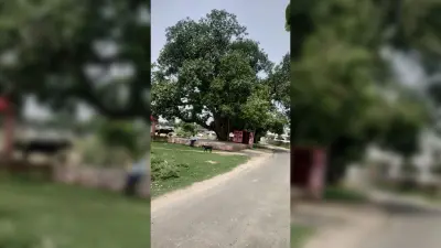 पीपल वृक्ष की परिक्रमा करने से मनुष्य की आयु में होती है वृद्धि