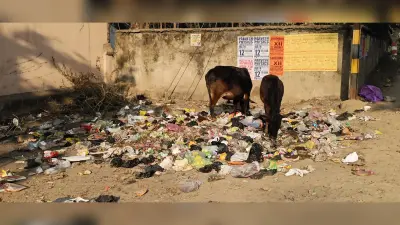 शहर के कचरे में हर दिन एक टन होता है पॉलीथिन