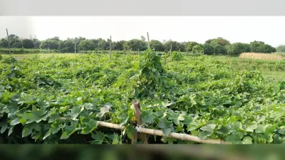 कोसी समेत बिहार के बाजारों में पहुंचती है अंदौली की सब्जियां