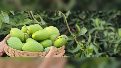 अपने अनोखे स्वाद व खुशबू के लिए मशहूर सूरजापुरी आम को नहीं मिल पायी है राष्ट्रीय स्तर पर पहचान