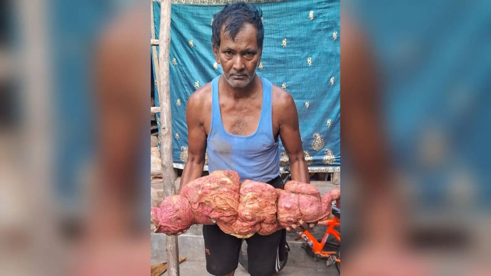 जरीडीह के किसान ने खेत में उगाया 17 किलो का शकरकंद