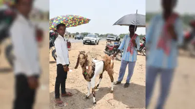 बकरीद को लेकर बकरी बाजार में बढ़ी रौनक