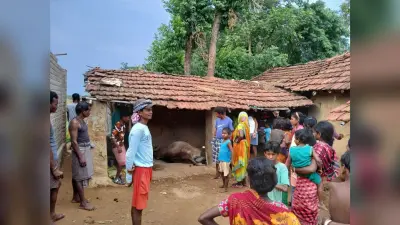 बाउरी टोला में वज्रपात से मवेशी मरे