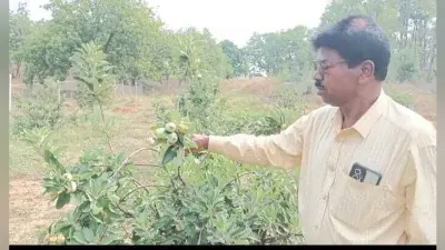 पहाड़ी भूमि पर उगाया हरा सेब , यू ट्यूब से ली प्रेरणा, सरकारी सहायता का इंतजार