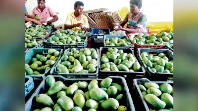 उत्पादन में कमी, फिर भी देश का दिल जीतने को तैयार बांकुड़ा के आम
